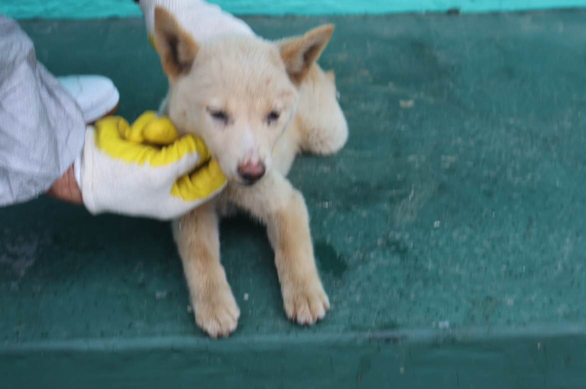 제주 동물보호센터_450650202301922