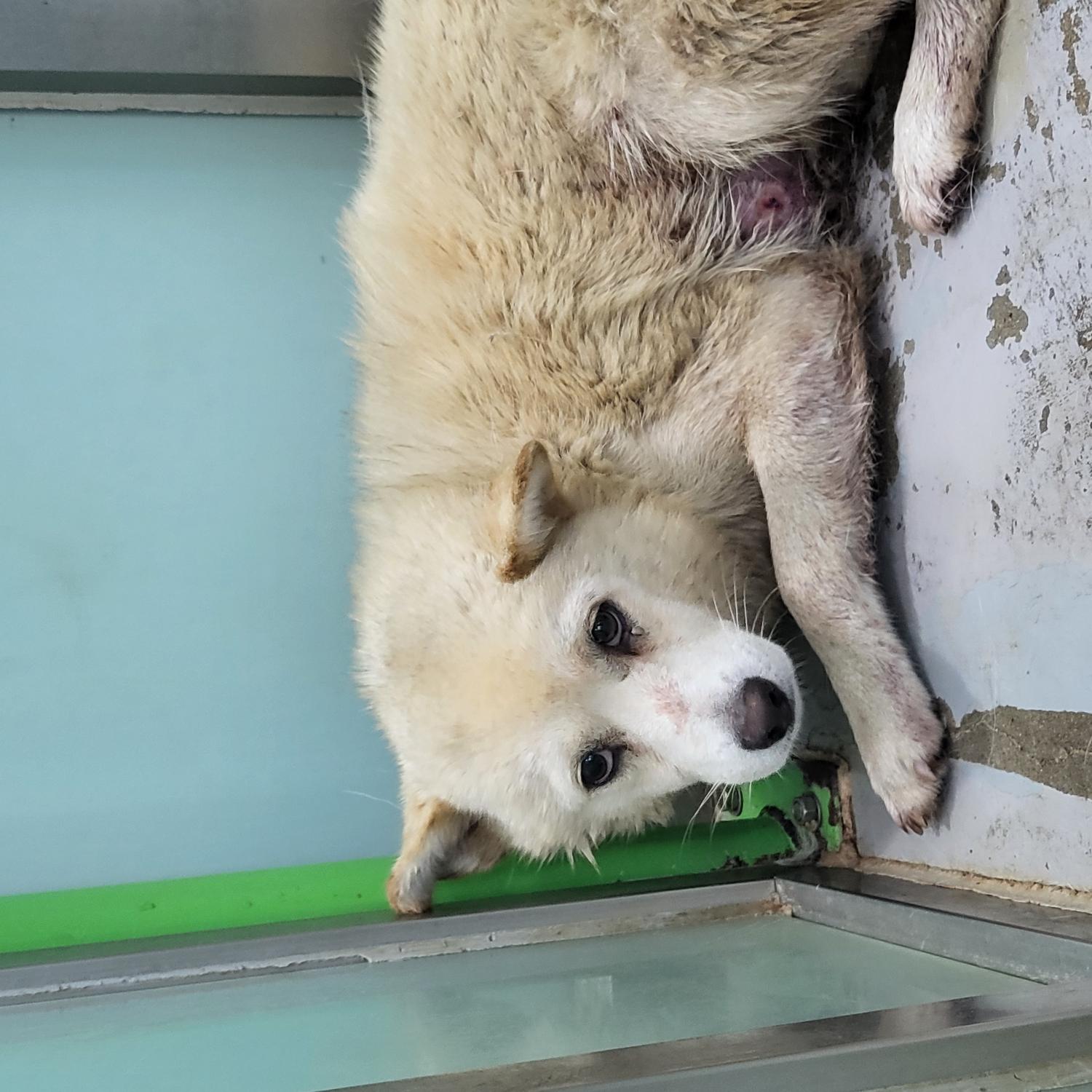고양시동물보호센터_441394202301286