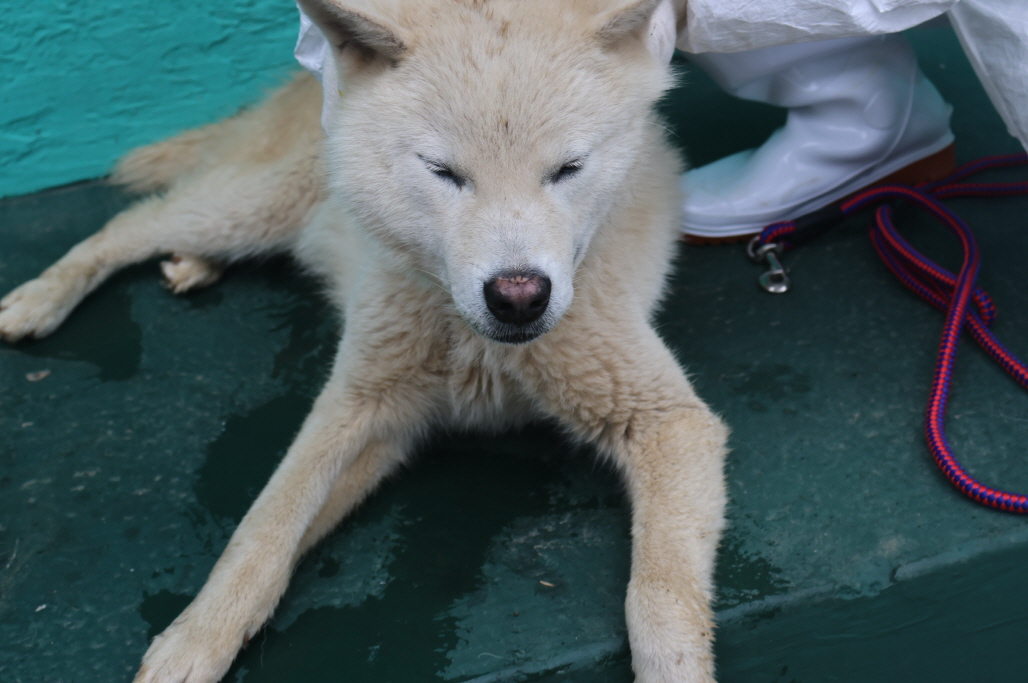 제주 동물보호센터_450650202301927