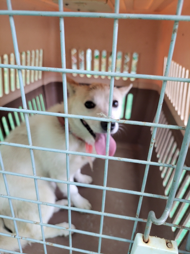 함안군유기동물보호소_448540202300170
