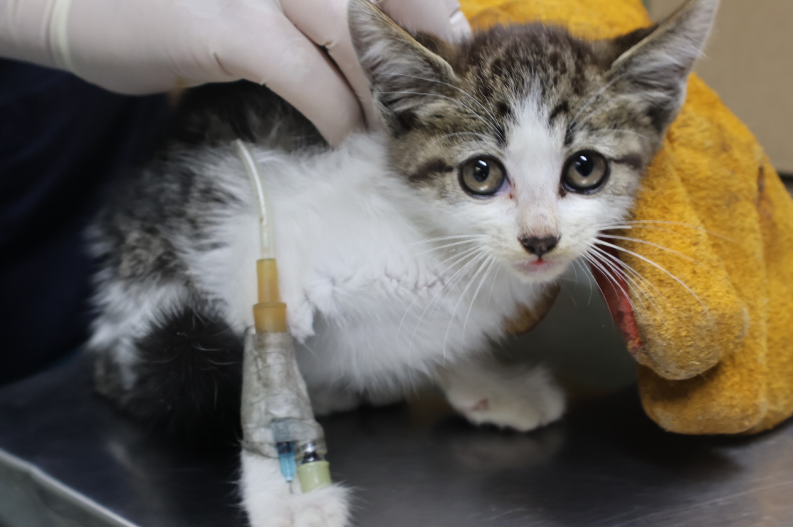 제주 동물보호센터_450650202301943