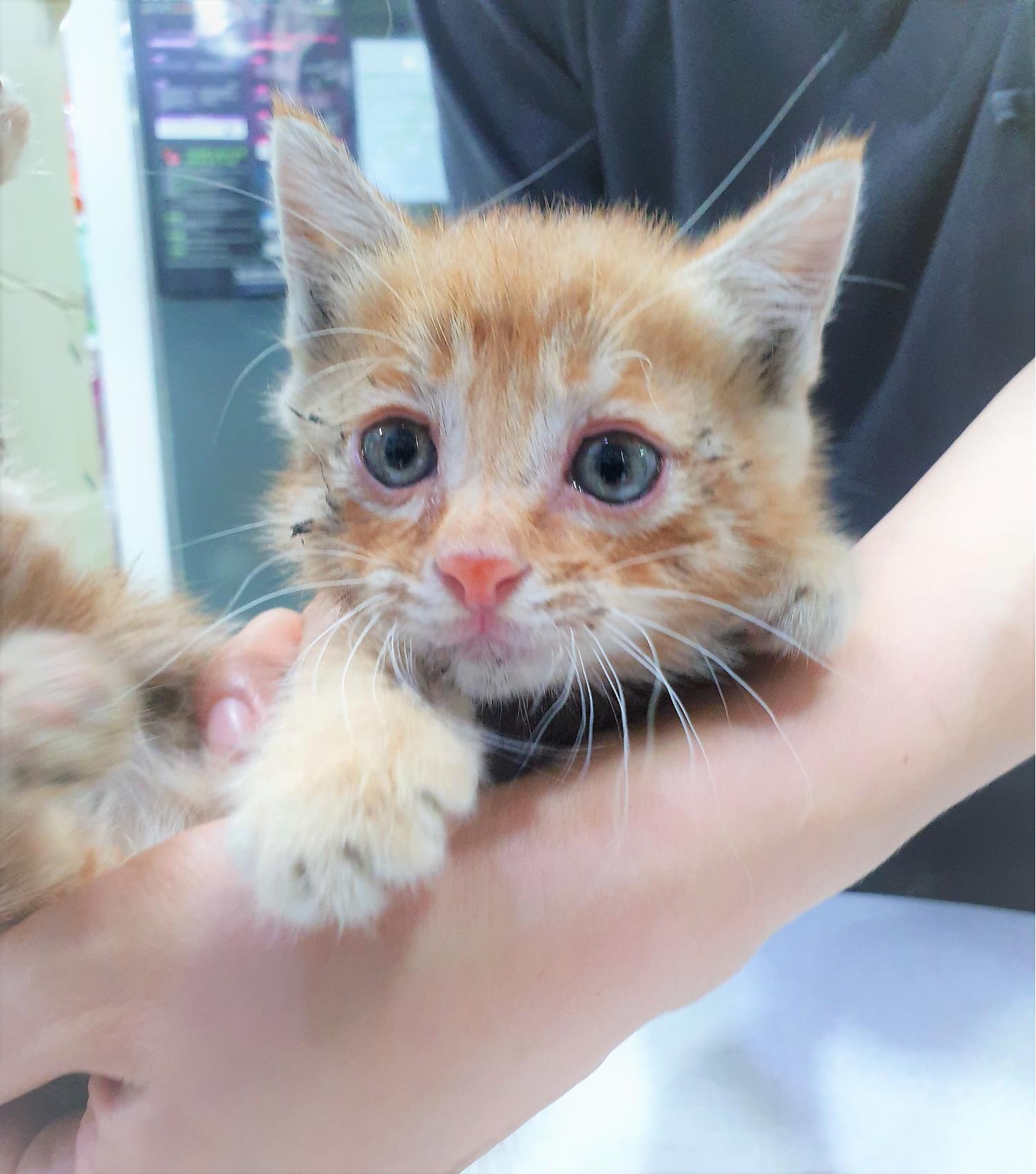홍익동물병원_411313202300440