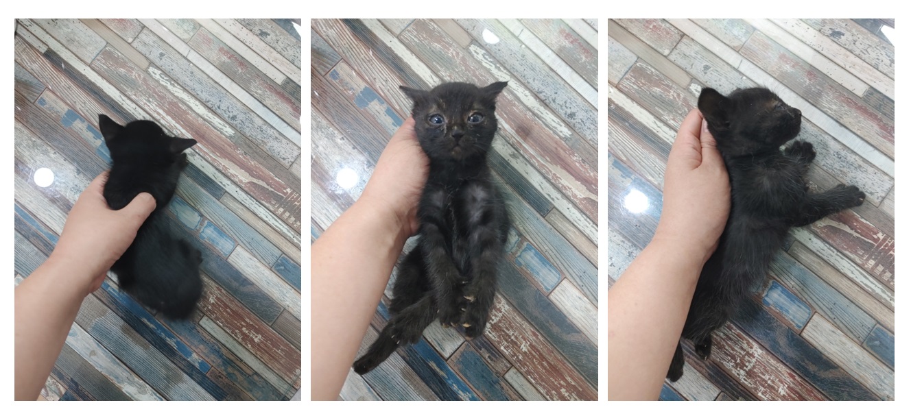 스타캣츠_441393202300999