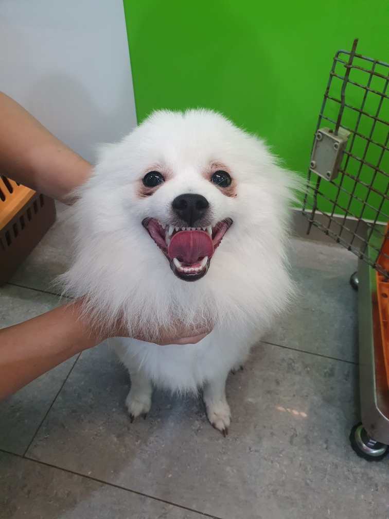 펫앤쉘터동물병원_441378202301050