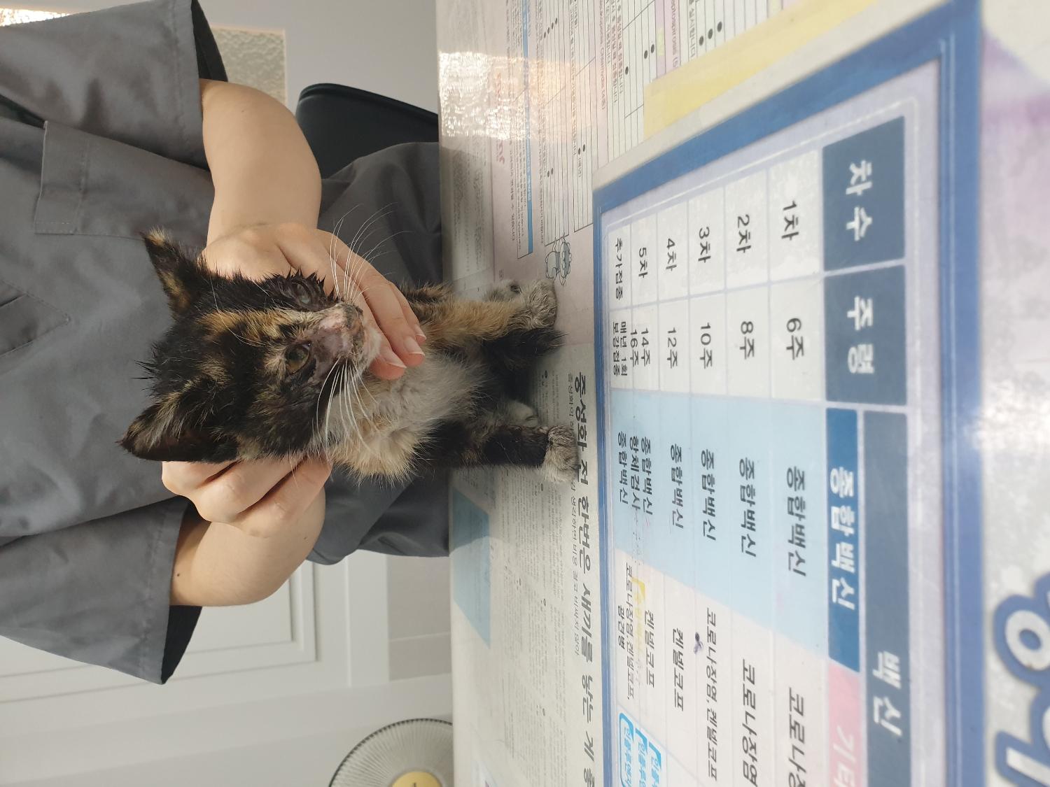대구시수의사회(평리)_427343202300476