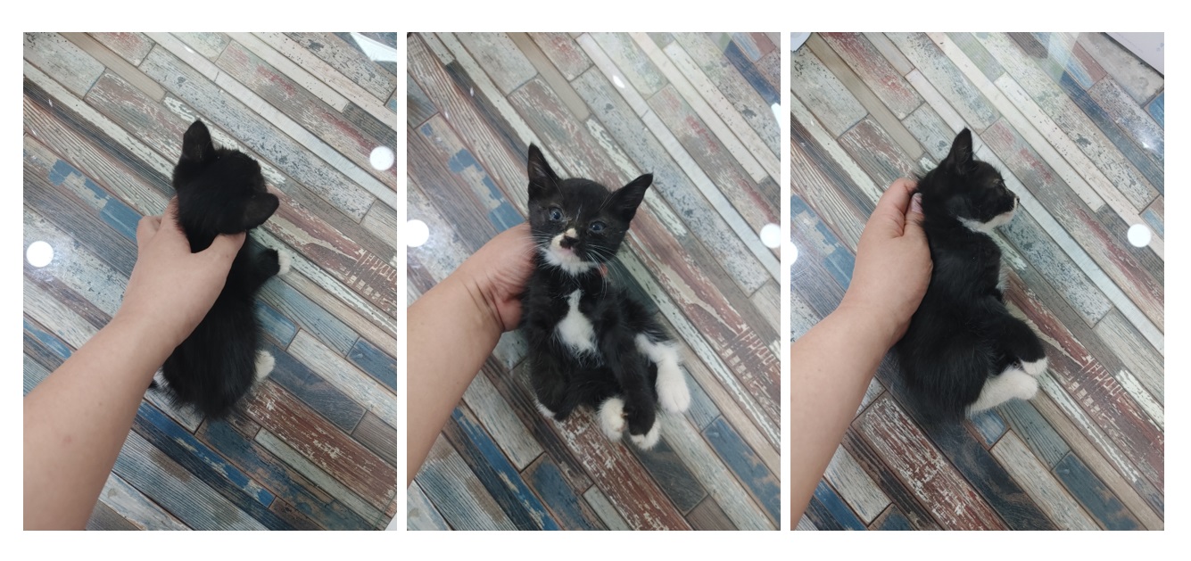 스타캣츠_441393202300998