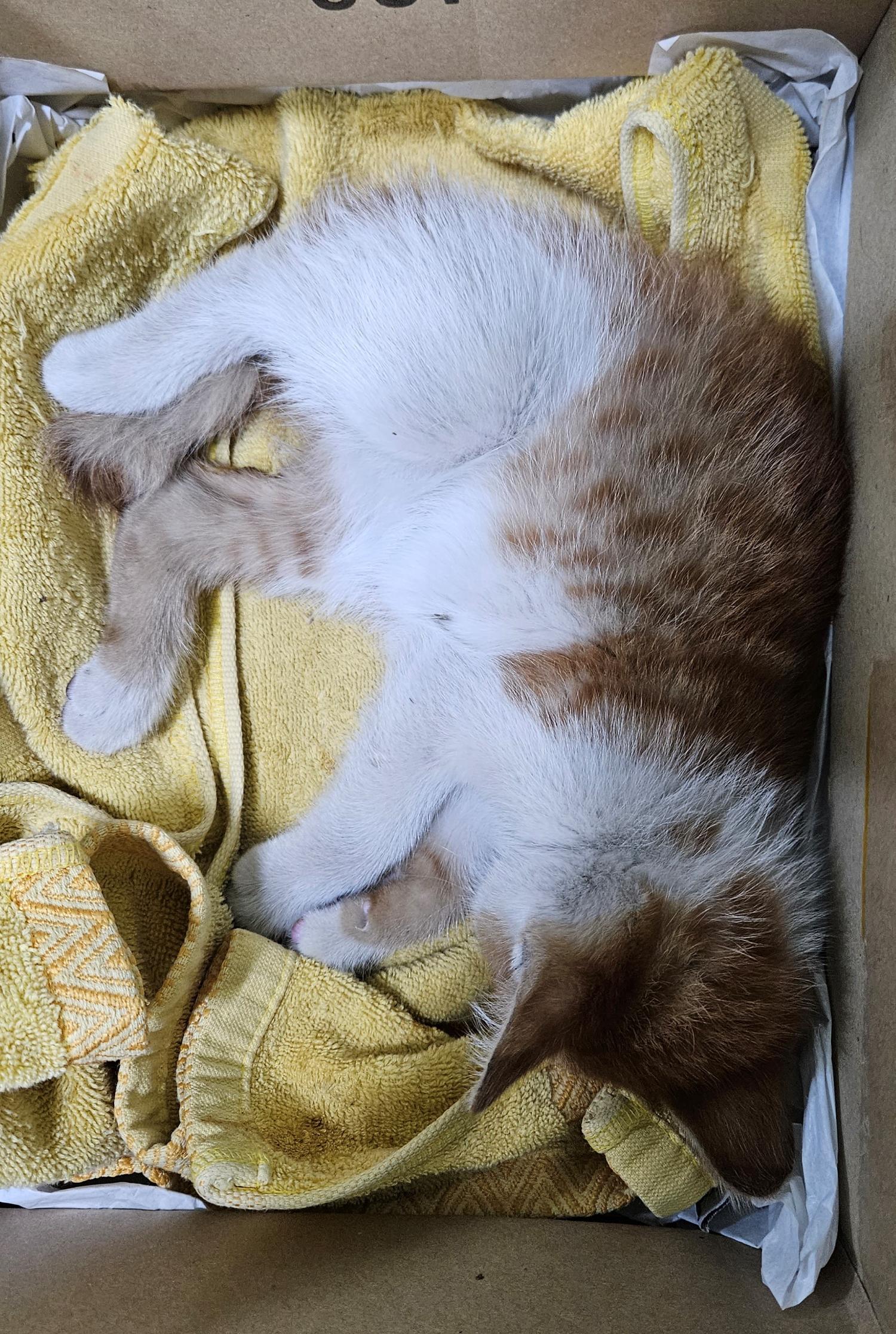 대구유기동물보호협회_427345202300396