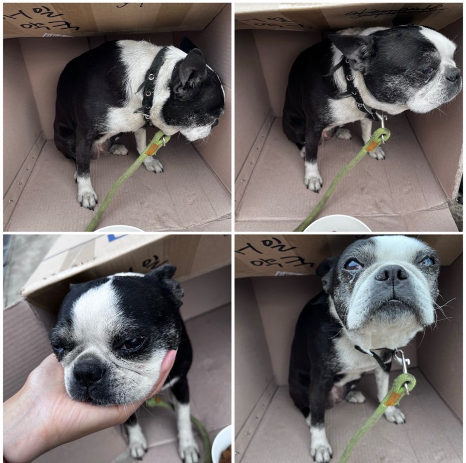 천안시유기동물보호소_444449202301327