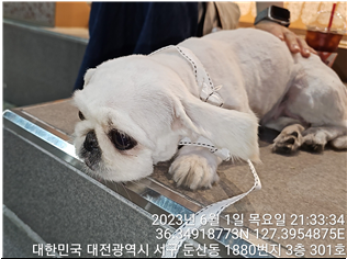 대전동물보호센터_430366202300333