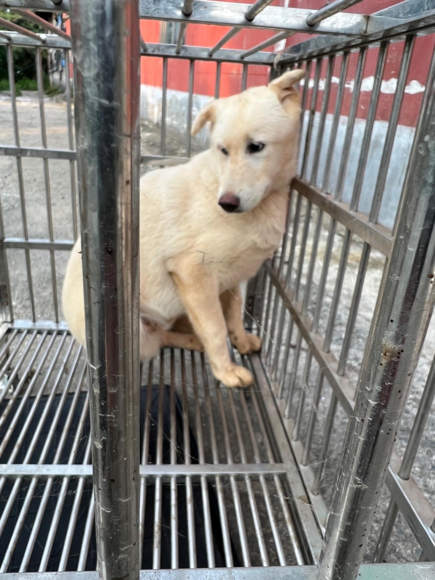 부산동물보호센터_426326202300260