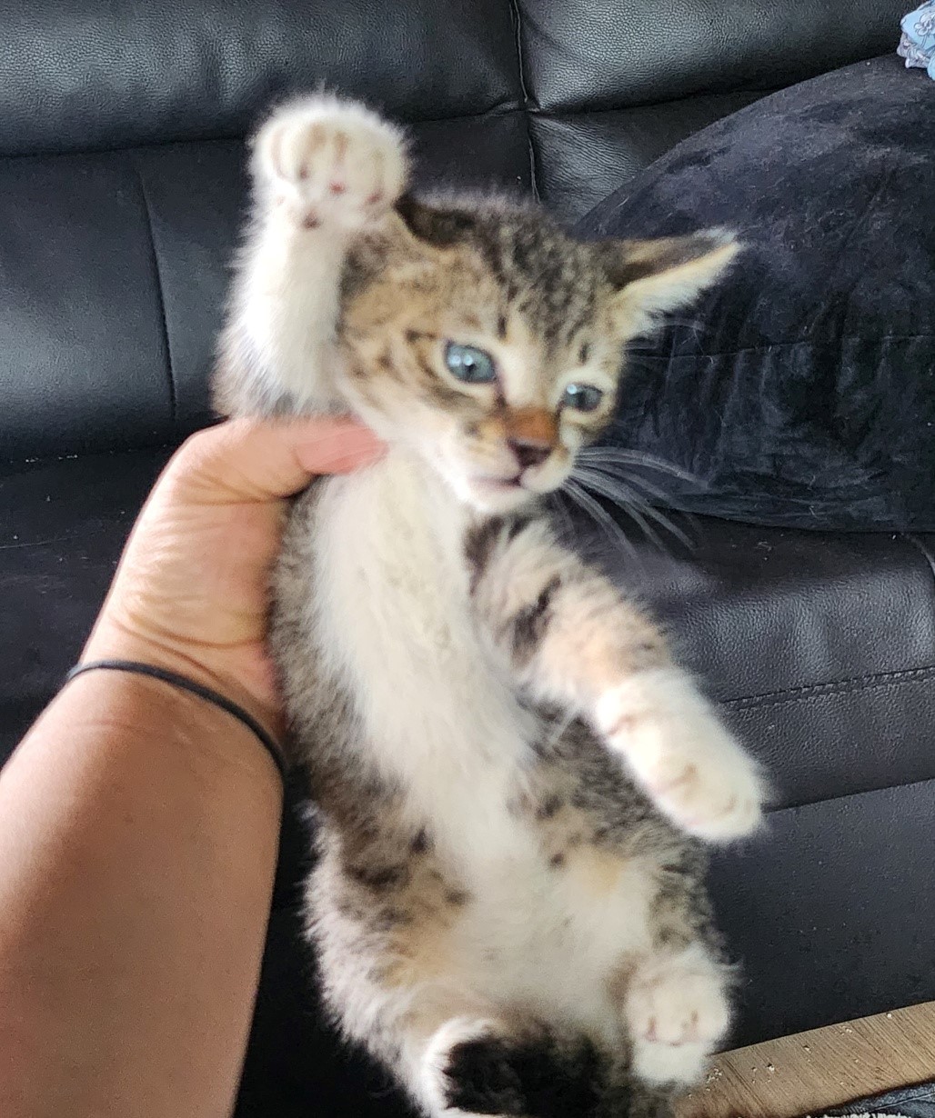 울산유기동물보호센터_431369202300419