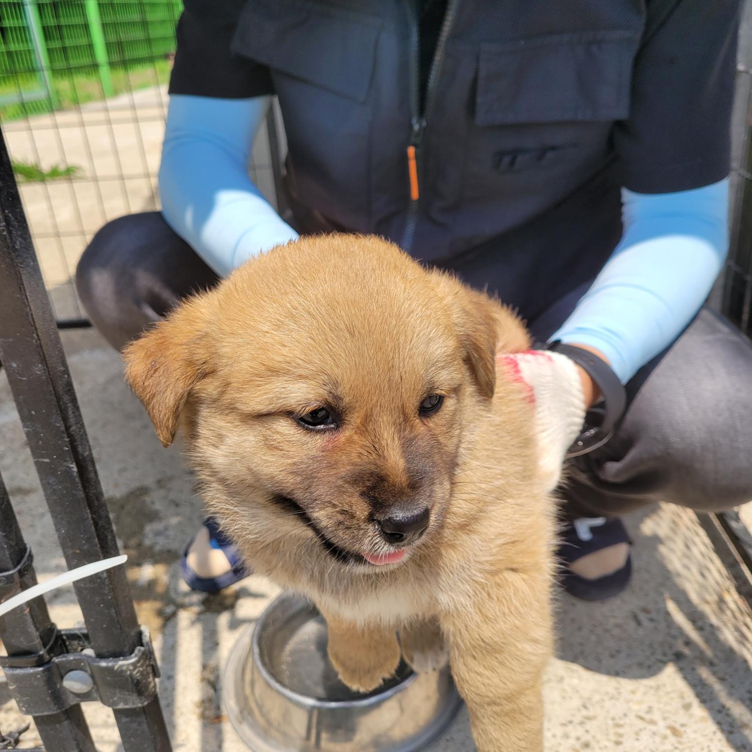 홍천군유기동물보호소_442425202300334