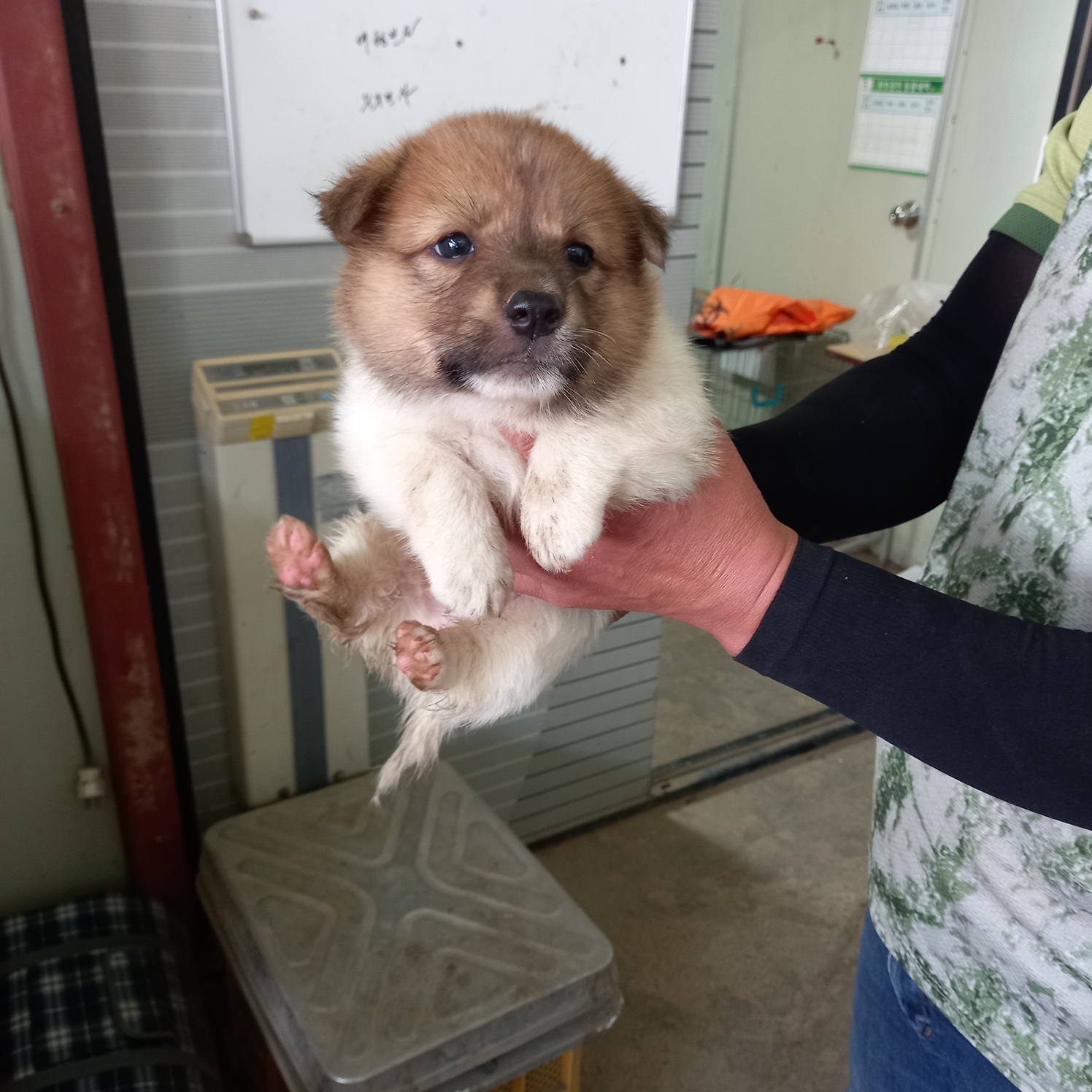 평택시유기동물보호소_441391202301456
