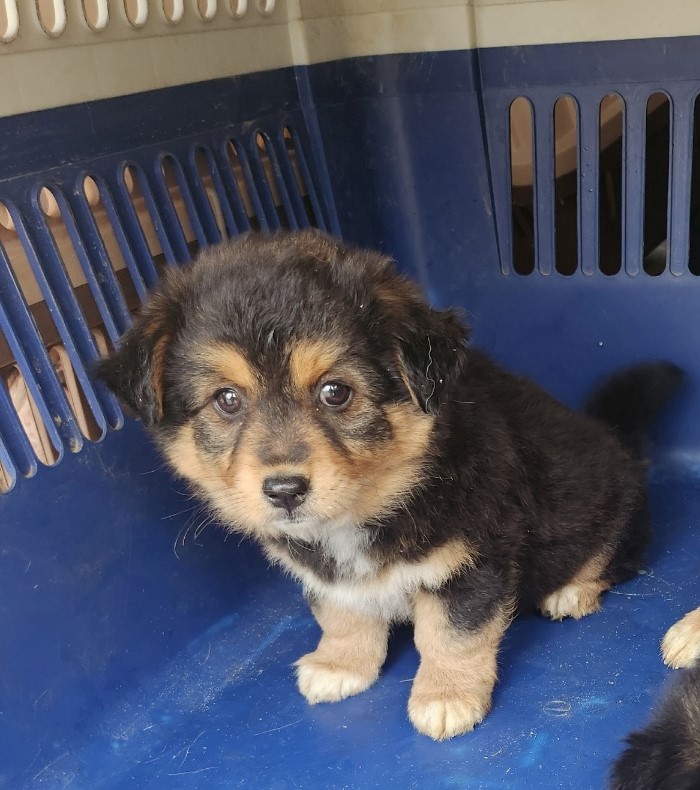 울산유기동물보호센터_431373202300598