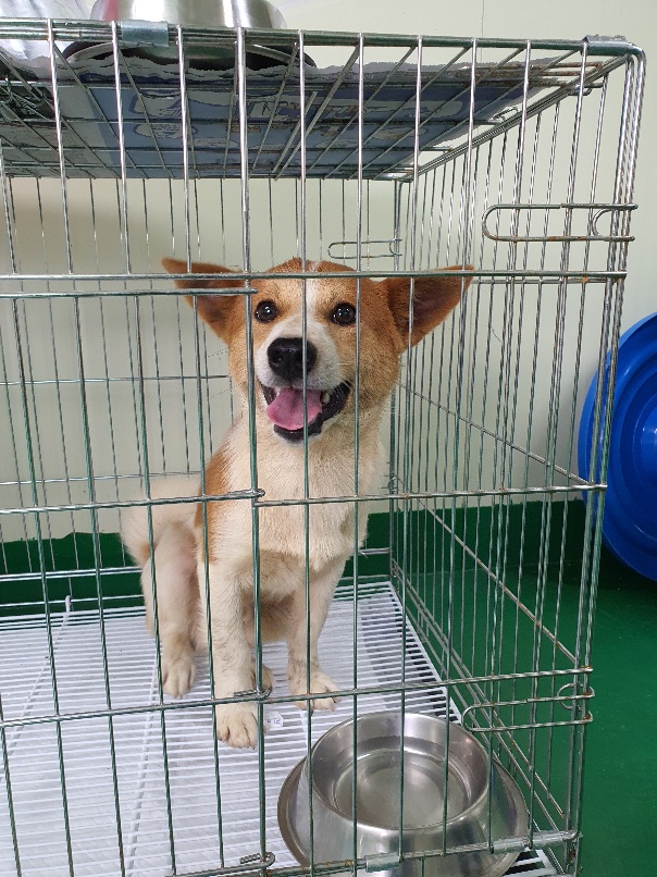공주시 동물보호소_444450202300399