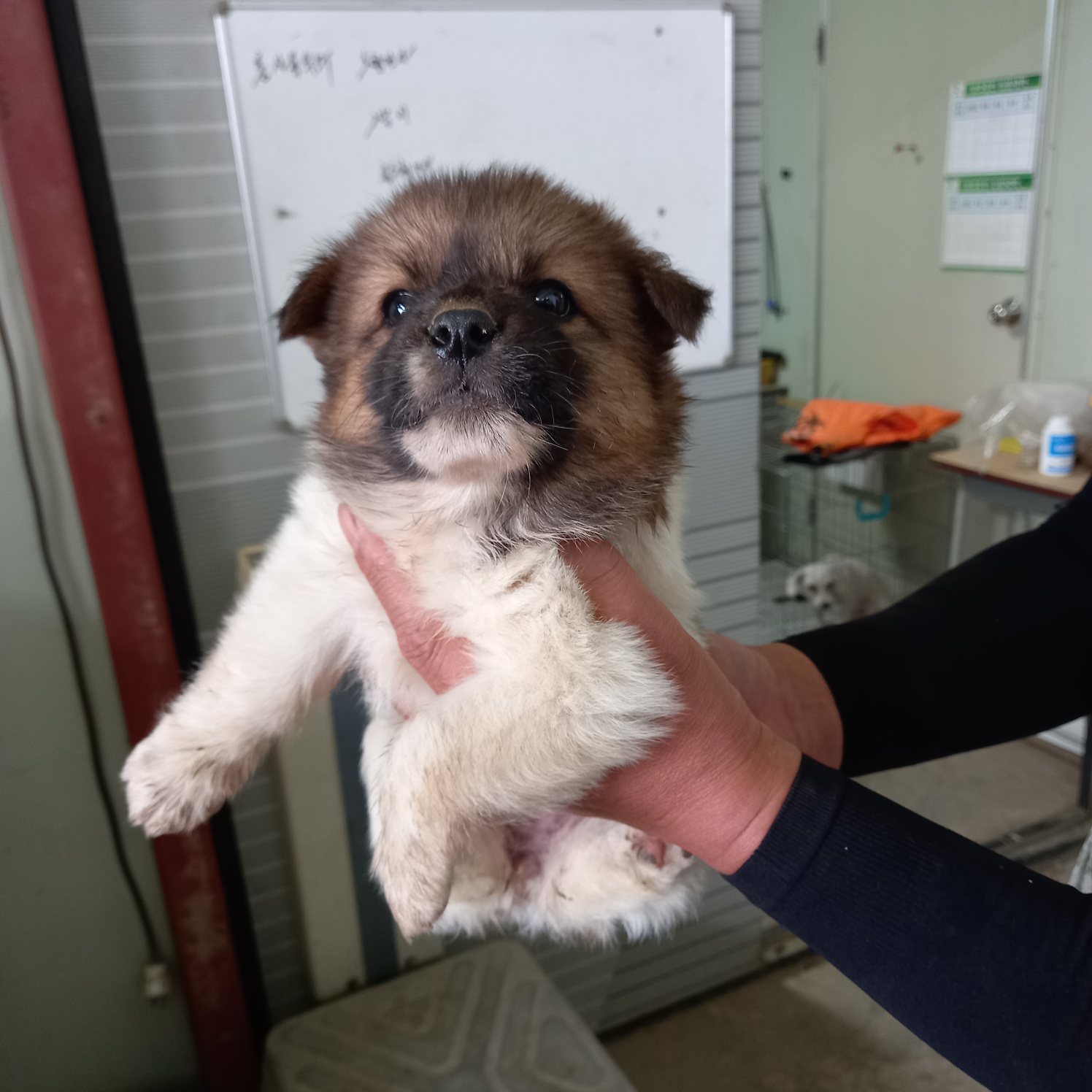 평택시유기동물보호소_441391202301457