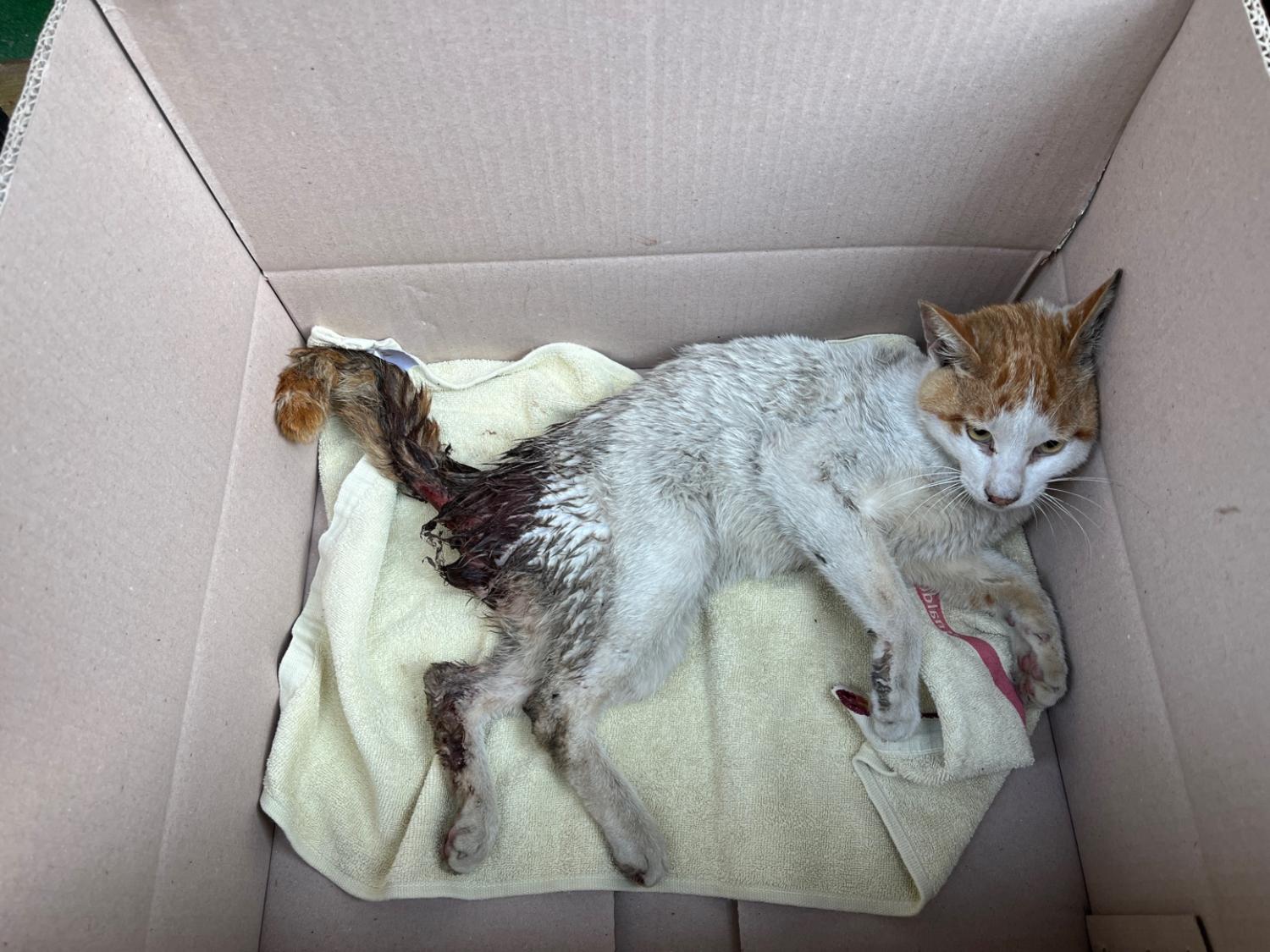 부산동물보호센터_426325202300166