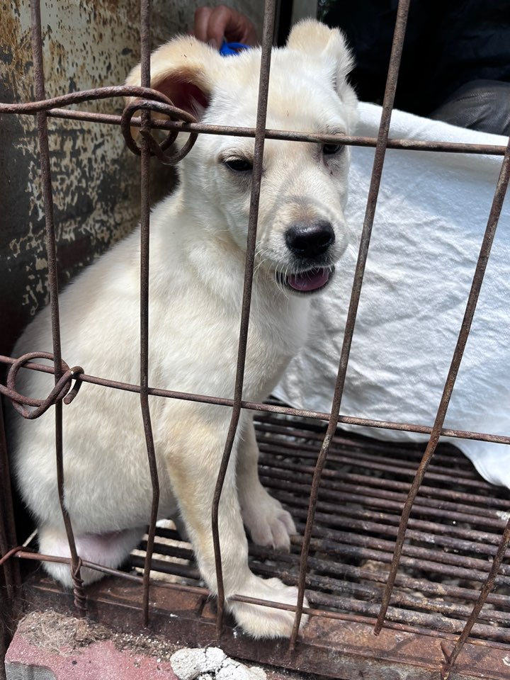 천안시유기동물보호소_444449202301339