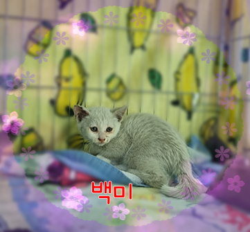 군산유기동물보호센터_445467202301032