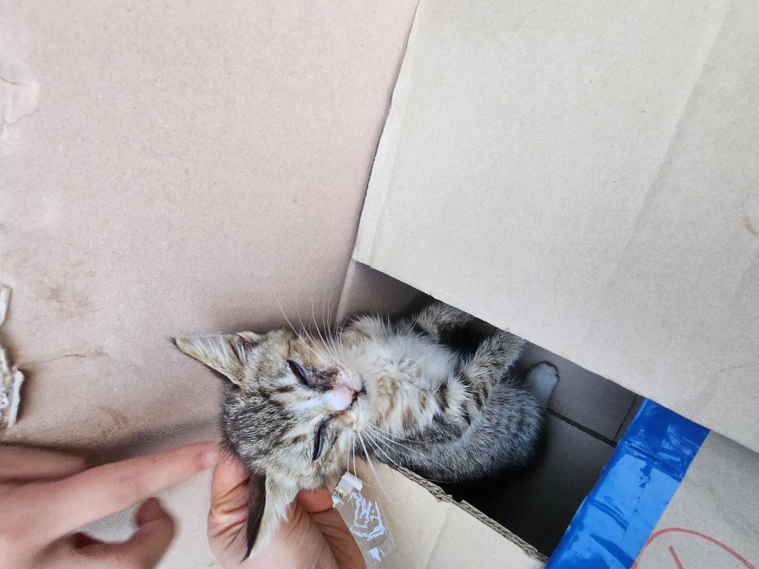 거제시유기동물보호소_448537202300674