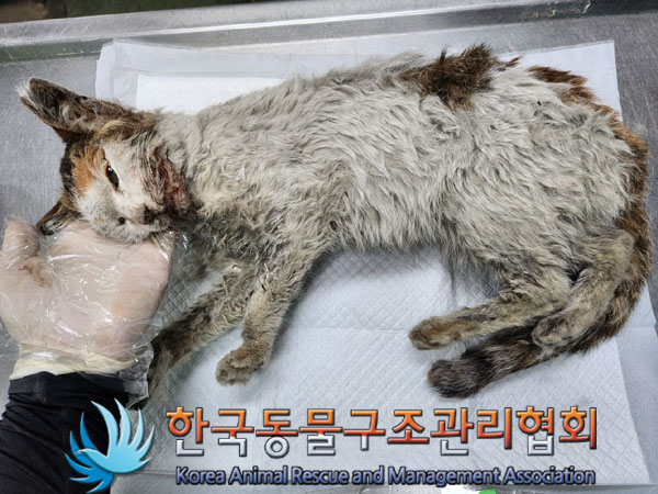 한국동물구조관리협회_411300202300223