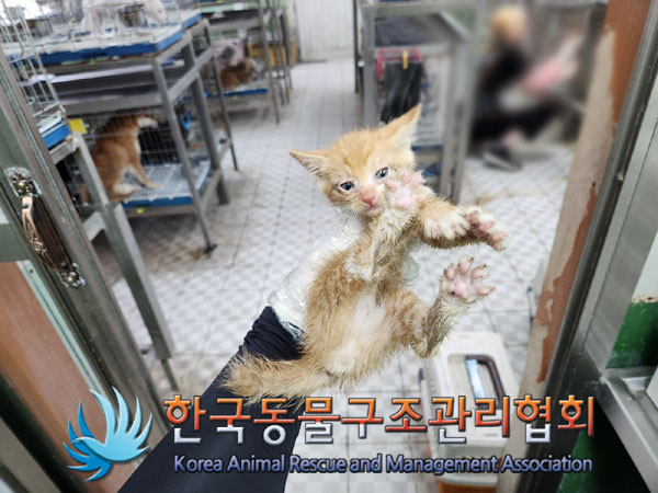 한국동물구조관리협회_441414202300392