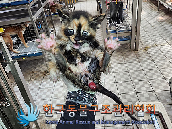 한국동물구조관리협회_411309202300218