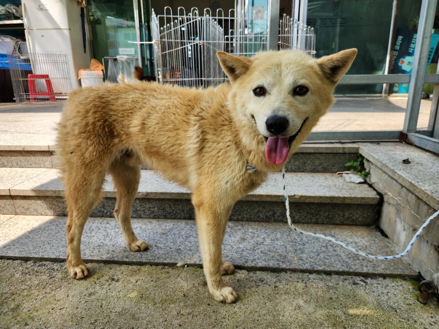 광주 동물보호소_429362202300480