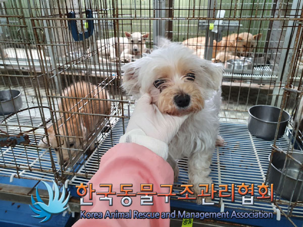 한국동물구조관리협회_441560202300775