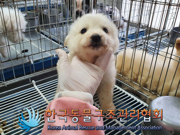 한국동물구조관리협회_441559202300431