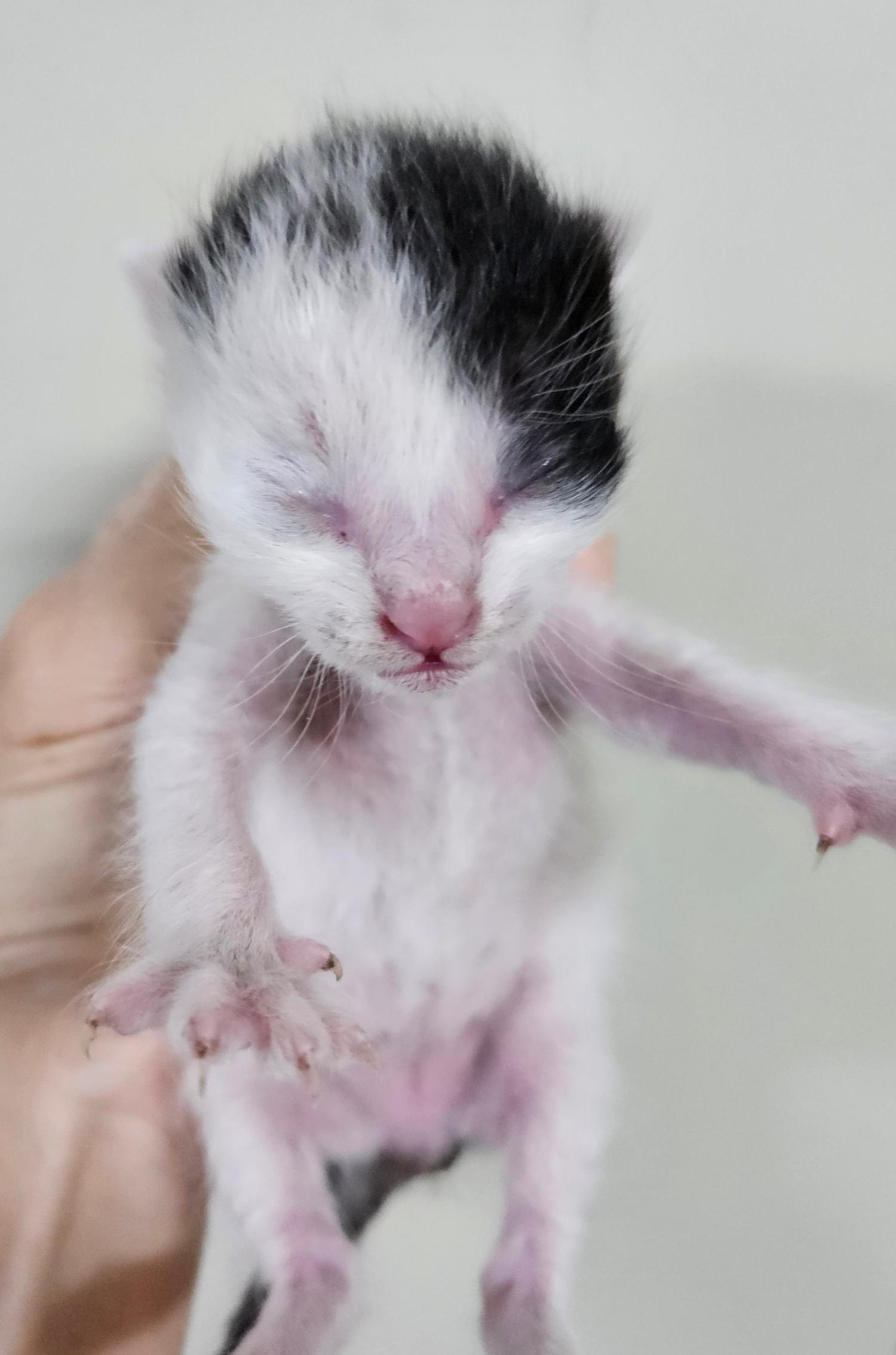 대구유기동물보호협회_427347202300535