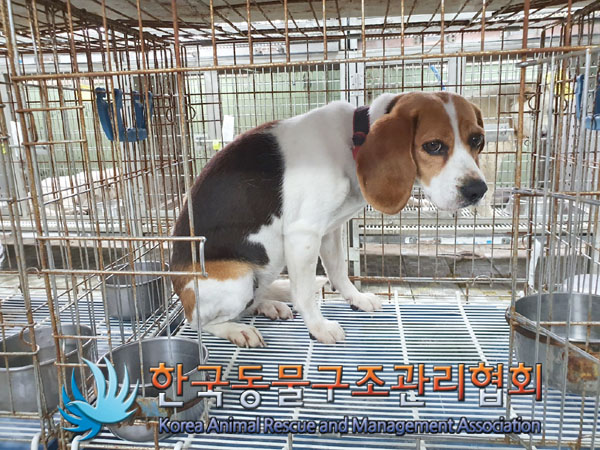 한국동물구조관리협회_441560202300773