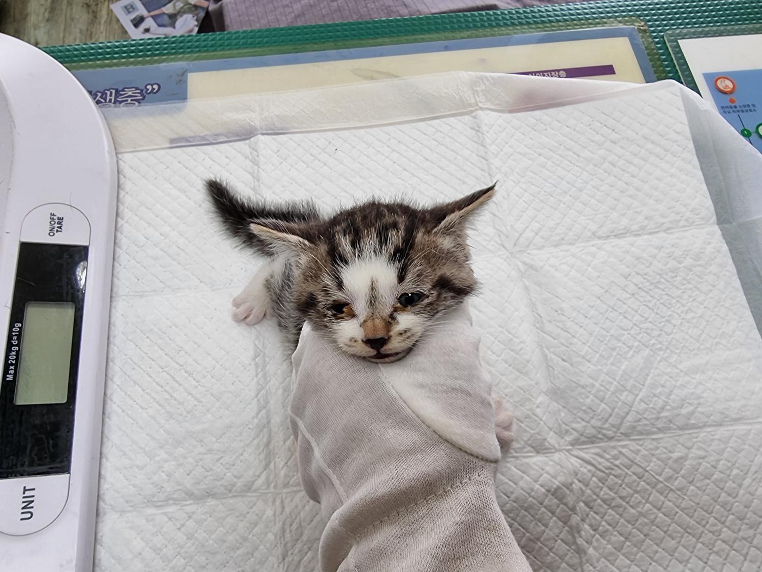 경동동물병원_428350202300084