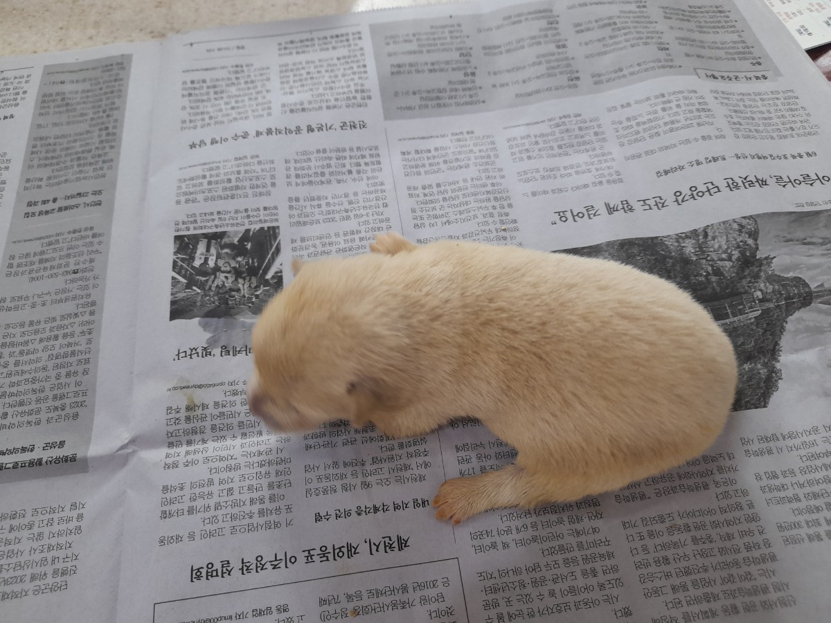 금왕동물병원_443447202300210