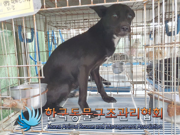 한국동물구조관리협회_411318202300271