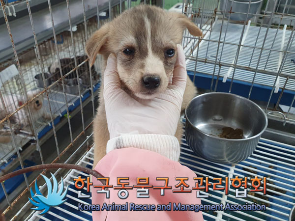 한국동물구조관리협회_441559202300430