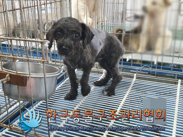 한국동물구조관리협회_441559202300428