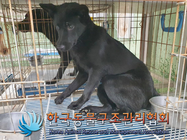 한국동물구조관리협회_411318202300274