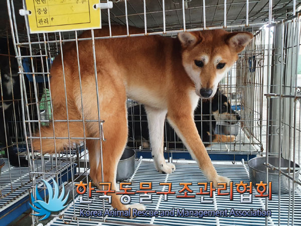 한국동물구조관리협회_411318202300272