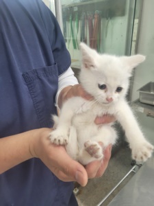 제주 동물보호센터_450650202301968