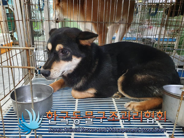 한국동물구조관리협회_411318202300273