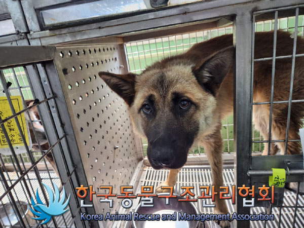 한국동물구조관리협회_441409202300955