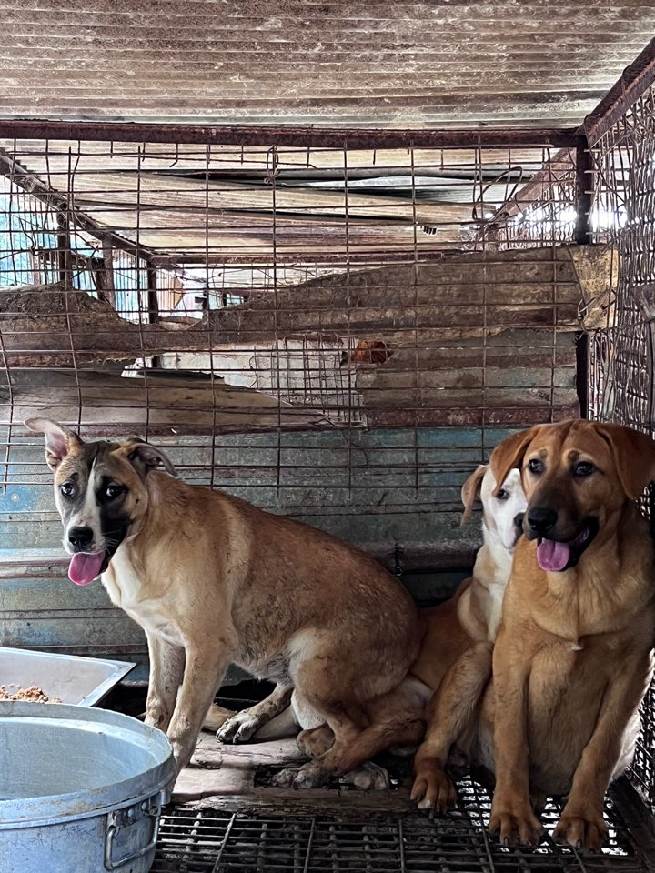 천안시유기동물보호소_444449202301362