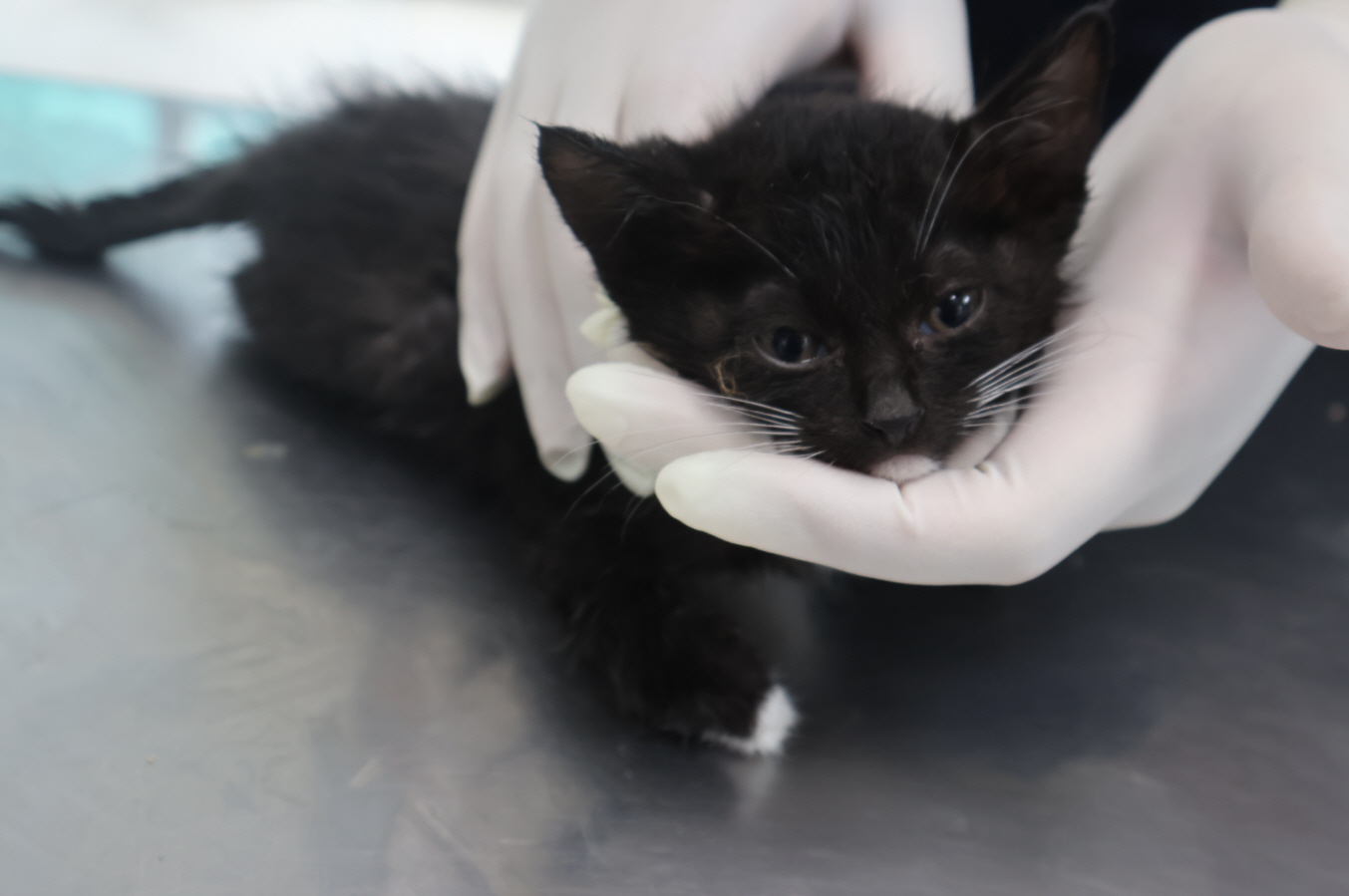 제주 동물보호센터_450650202301970