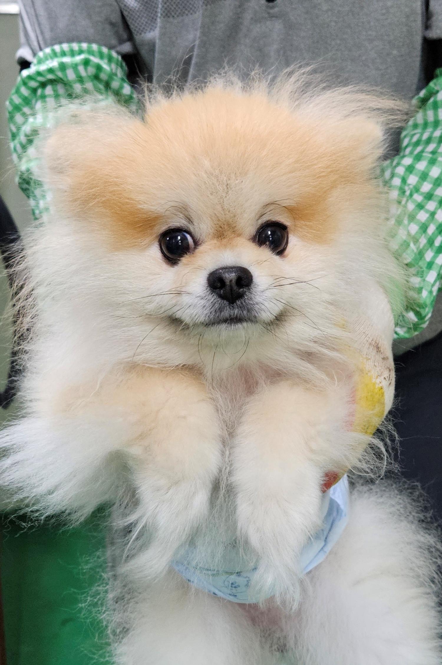 대구유기동물보호센터_427342202300376