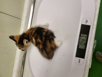 누리동물병원_426333202300414