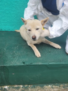 제주 동물보호센터_450650202301953