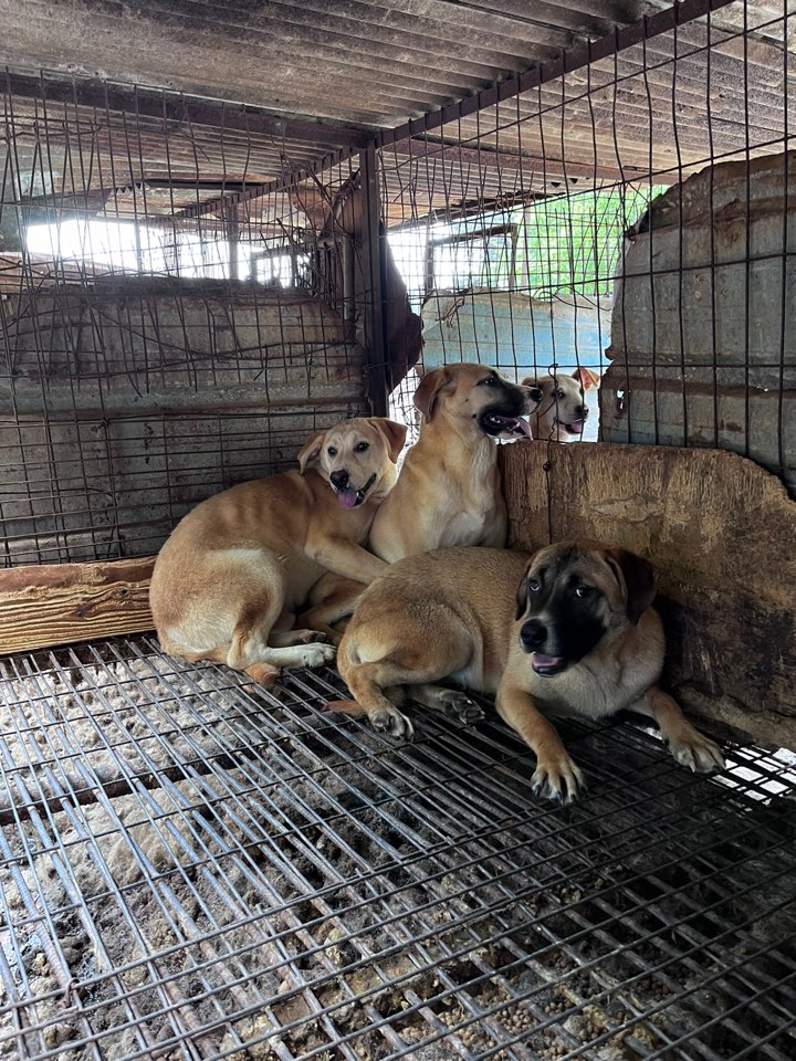 천안시유기동물보호소_444449202301368