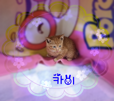 군산유기동물보호센터_445467202301033