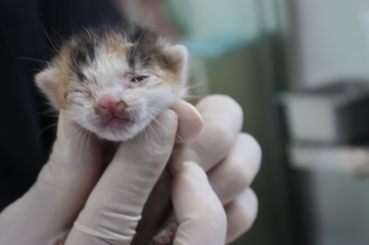 제주 동물보호센터_450650202301965